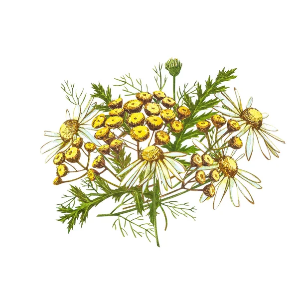 Wildblumen medizinische Stiefmütterchen Aquarell Illustrationen. isoliert auf weißem Hintergrund. Blüte, Herbariumpflanze. Genaue botanische Abbildung. — Stockfoto
