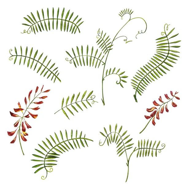 야생화는 의학적으로 침을 바르고 물감의 삽화를 그렸다. 하얀 배경에 고립되어 있었습니다. 꽃, 초본 식물. 정확 한 식물학적 예. — 스톡 사진
