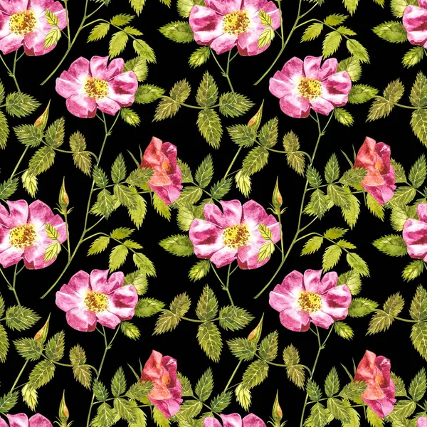 Botanisk vild ros blomma akvarell. Akvarell uppsättning nypon blommor och blad, handritade blommig illustration isolerad på en vit bakgrund. Sömlösa mönster. — Stockfoto