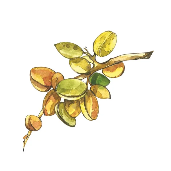 Almond branch with flower. Watercolor illustration. Almond set watercolor isolated on white background — Stock Photo, Image
