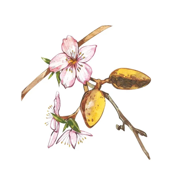 Branche d'amande avec fleur. Illustration aquarelle. Amande ensemble aquarelle isolé sur fond blanc — Photo