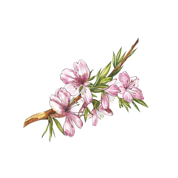 Mandelzweig mit Blüte. Aquarell-Illustration. Mandel Set Aquarell isoliert auf weißem Hintergrund — Stockfoto