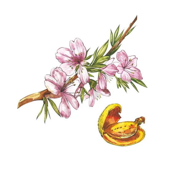 Mandelzweig mit Blüte. Aquarell-Illustration. Mandel Set Aquarell isoliert auf weißem Hintergrund — Stockfoto