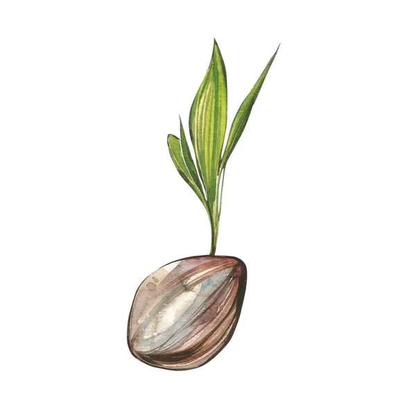 Coconut handritade akvarell illustrationer på en vit bakgrund. Exotiska frukter — Stockfoto