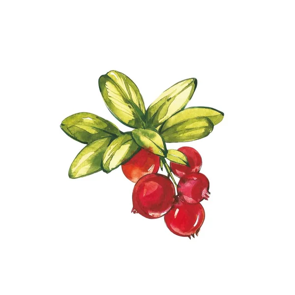 Lingonberry, cranberry watercolor set illustration isolated on white background. — Stock Photo, Image