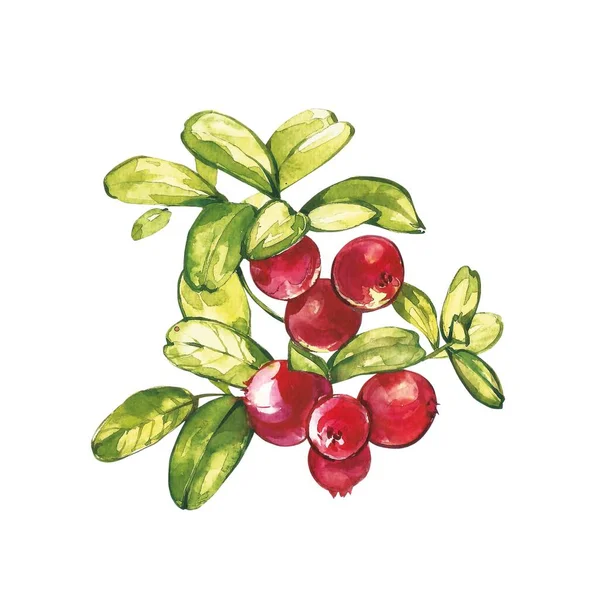 Lingonberry, cranberry watercolor set illustration isolated on white background. — Stock Photo, Image