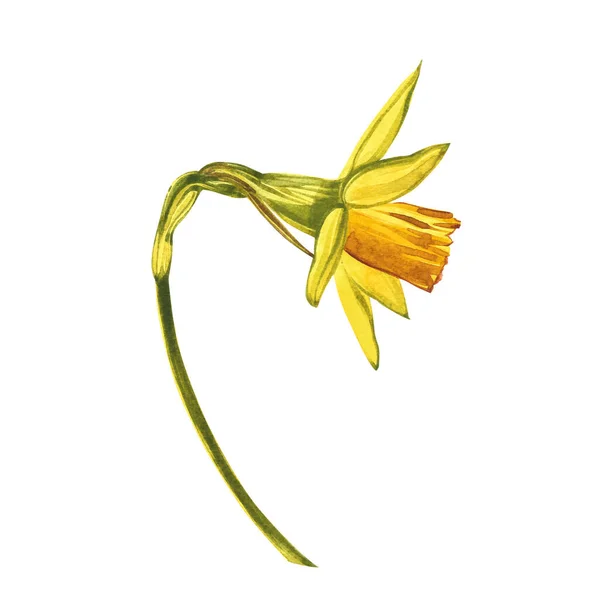 Aquarel Narcis. Wilde bloem set geïsoleerd op wit. Botanische aquarel illustratie, gele narcis boeket, rustieke bloemen. Aquarelillustratie op witte achtergrond. Set van tekening bloemen — Stockfoto