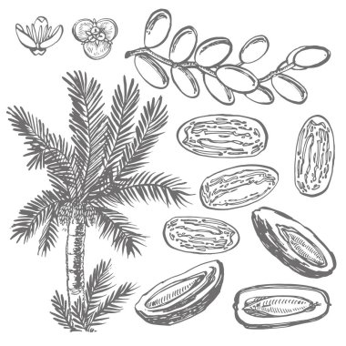 Tarihler. Beyaz arka planda elle çizilmiş suluboya çizimler. Vektör illüstrasyonları.