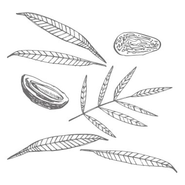 Tarihler. Beyaz arka planda elle çizilmiş suluboya çizimler. Vektör illüstrasyonları.