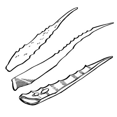 Aloe Vera beyaz arka planda bitki yetiştiriyor. Grafik çizimi agave, aloe vera, sulu, yeşil bitki. Aloe Vera 'nın botanik grafik çizimi.