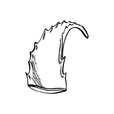 Aloe Vera beyaz arka planda bitki yetiştiriyor. Grafik çizimi agave, aloe vera, sulu, yeşil bitki. Aloe Vera 'nın botanik grafik çizimi.