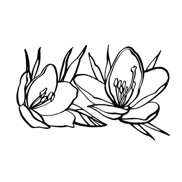 Weiße Blumen. SPA-Konzept. Grafische Illustrationen. Botanische Malerei auf isoliertem weißen Hintergrund. Kann als Hintergrund für Webseiten verwendet werden Hochzeitseinladungen, Grußkarten, Postkarten, Muster — Stockvektor