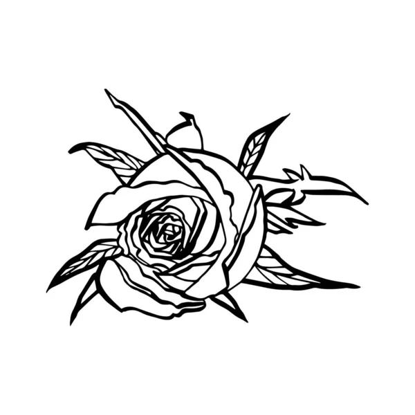 Vita blommor. SPA-konceptet. Grafiska illustrationer. Botanisk målning på isolerad vit bakgrund. Kan användas som bakgrund till webbsidor bröllop inbjudningar, gratulationskort, vykort, mönster — Stock vektor