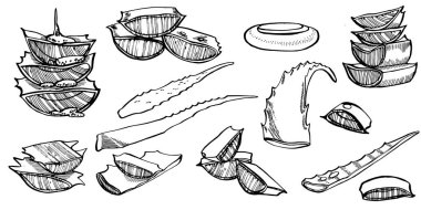 Aloe Vera beyaz arka planda bitki yetiştiriyor. Grafik çizimi agave, aloe vera, sulu, yeşil bitki. Aloe Vera 'nın botanik grafik çizimi.