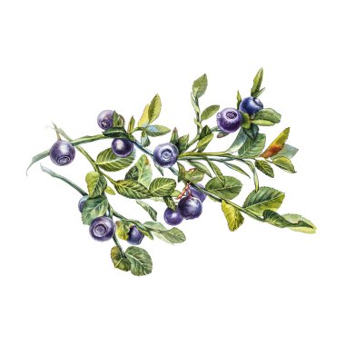 Yabanmersini. Suluboya botanik illüstrasyon. El çizimi suluboya beyaz zemin üzerine yaban mersini boyama.