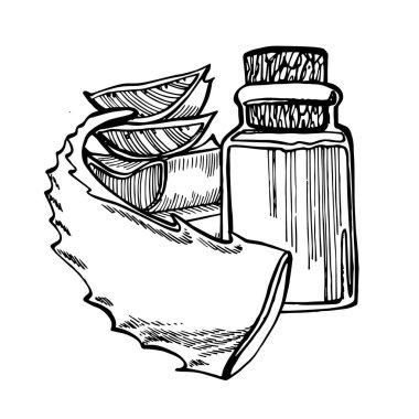 Aloe Vera beyaz arka planda bitki yetiştiriyor. Grafik çizimi agave, aloe vera, sulu, yeşil bitki. Aloe Vera 'nın botanik grafik çizimi.