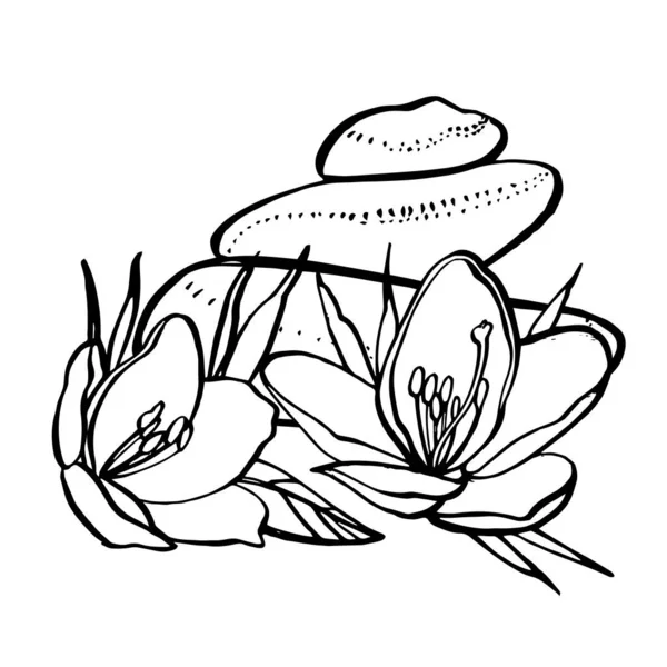 Weiße Blumen und Steine. SPA-Konzept. Grafische Illustrationen. Botanische Malerei auf isoliertem weißen Hintergrund. Kann als Hintergrund für Webseiten verwendet werden, Hochzeitseinladungen, Grußkarten, Postkarten — Stockvektor