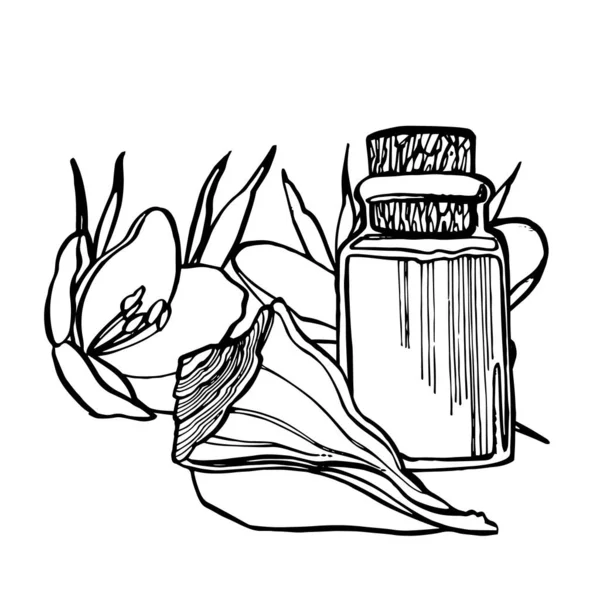 Aloe Vera planta em fundo branco. Gráfico ilustração agave, aloé vera, suculento, planta verde. Ilustração gráfica botânica de Aloe Vera. — Vetor de Stock