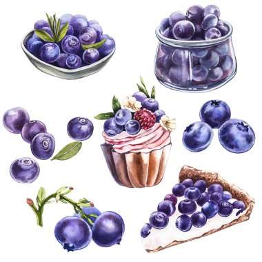 Yabanmersini. Suluboya botanik illüstrasyon. El çizimi suluboya beyaz zemin üzerine yaban mersini boyama.