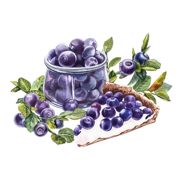 Blaubeeren. Aquarell botanische Illustration. Handgezeichnete Aquarellmalerei Blaubeere auf weißem Hintergrund. — Stockfoto