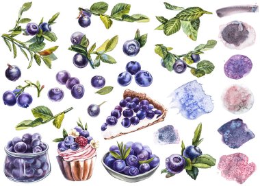 Yabanmersini. Suluboya botanik illüstrasyon. El çizimi suluboya beyaz zemin üzerine yaban mersini boyama.