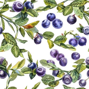 Yabanmersini. Kusursuz desenler. Suluboya botanik illüstrasyon. El çizimi suluboya beyaz zemin üzerine yaban mersini boyama.