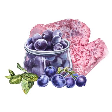 Yabanmersini. Suluboya botanik illüstrasyon. El çizimi suluboya beyaz zemin üzerine yaban mersini boyama.