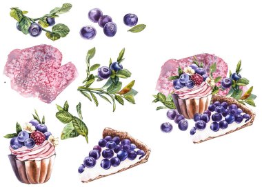 Yabanmersini. Suluboya botanik illüstrasyon. El çizimi suluboya beyaz zemin üzerine yaban mersini boyama.