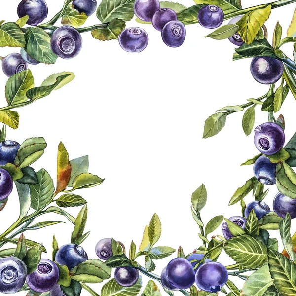 Blåbär. Akvarell botanisk illustration. Hand dras akvarell målning blåbär på vit bakgrund. — Stockfoto