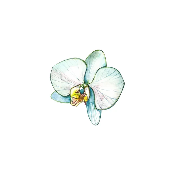Orchidee Aquarell Illustration. Botanische Illustration. Kurkonzept — Stockfoto