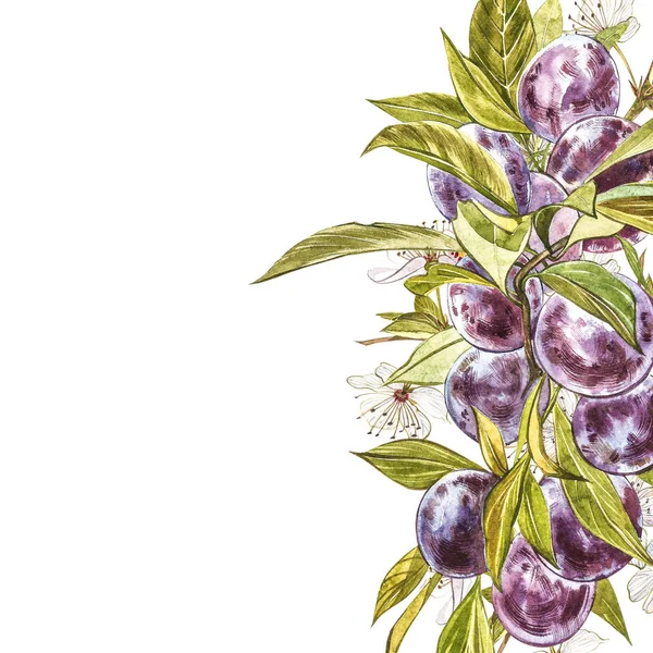 pic Plum Images For Drawing ripe plum and branch with flowers plum
