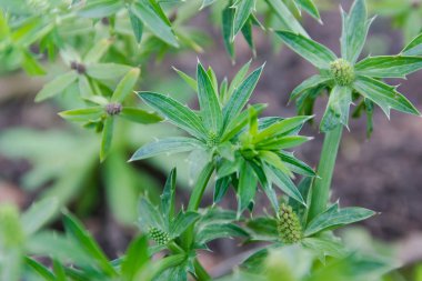 Çiçek culantro veya Meksika kişniş.