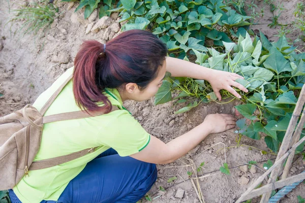 Mujer Agricultora Asiática Cosechando Batata — Foto de Stock