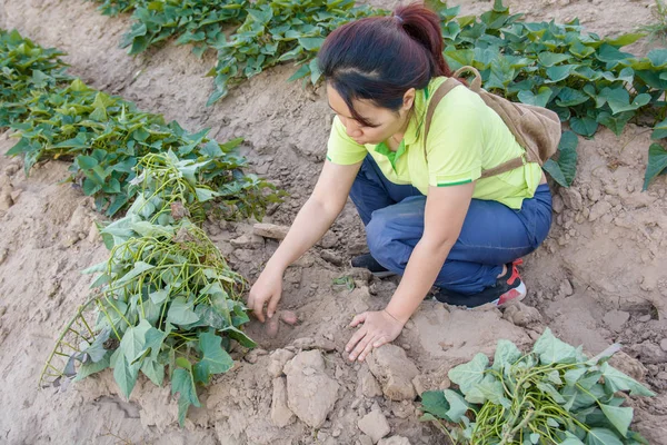 Mujer Agricultora Asiática Cosechando Batata — Foto de Stock