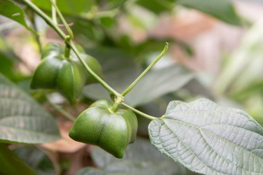 bir sacha InChI ağaca tutunan olgunlaşmamış yeşil sacha InChI
