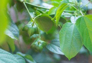 bir sacha InChI ağaca tutunan olgunlaşmamış yeşil sacha InChI