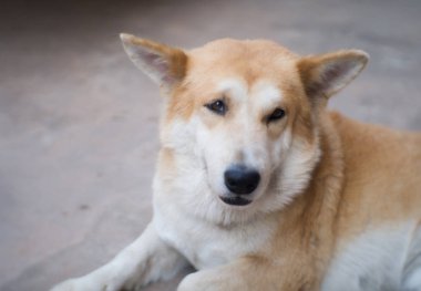 portre Tay Ridgeback köpek. Yerel bir sahibi için arayan çok oldu 