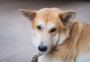 portre Tay Ridgeback köpek. Yerel bir sahibi için arayan çok oldu 