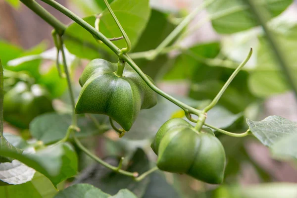 Unreifes Grünes Sacha Inchi Das Einem Sacha Inchi Baum Hängt — Stockfoto