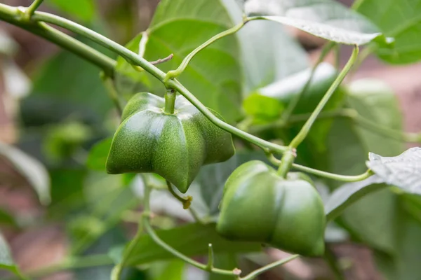 Unreifes Grünes Sacha Inchi Das Einem Sacha Inchi Baum Hängt — Stockfoto