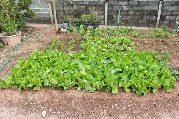 Green lettuce plants in growth at garden. Fresh Lettuce farm
