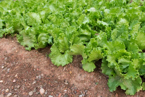 Green lettuce plants in growth at garden. Fresh Lettuce farm