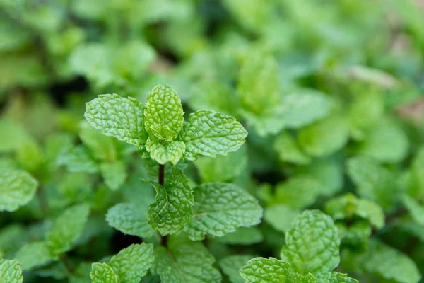 Grüne Pfefferminzblätter Hintergrund Frische Pfefferminze Wächst Garten — Stockfoto