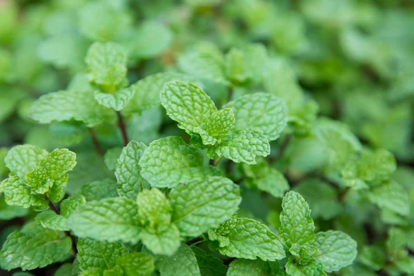 Sfondo Foglie Menta Piperita Verde Menta Piperita Fresca Che Cresce — Foto Stock