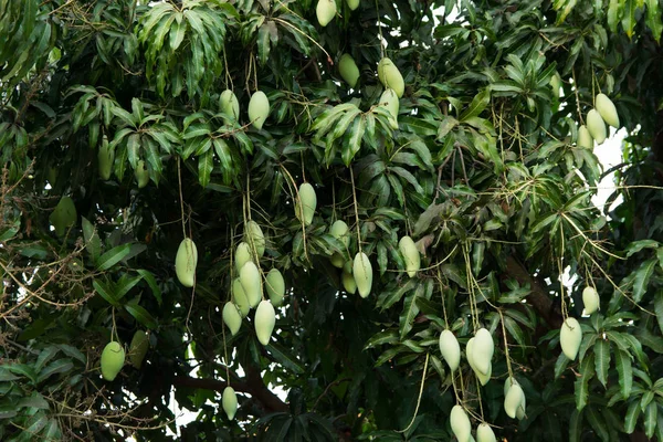 unripe green mangoes hanging from a mango tree