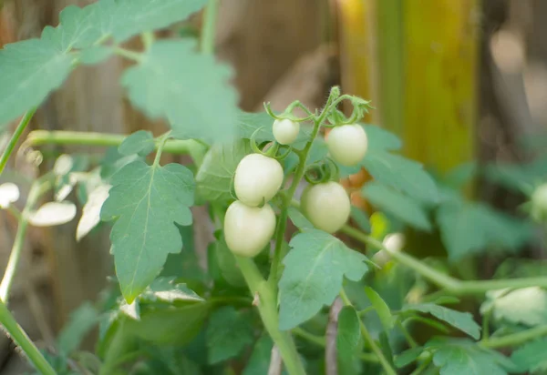 Tomates Verdes Não Maduros Pendurados Uma Árvore Manga — Fotografia de Stock