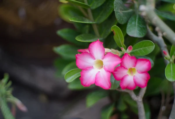 Közelről Rózsaszín Adenium Obesum Vagy Sivatagi Rózsa Virág — Stock Fotó
