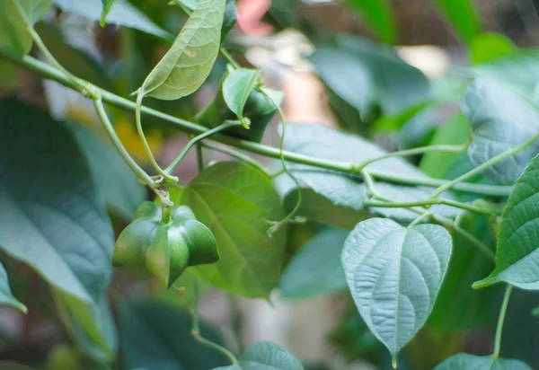 Inmaduro Sacha Inchi Verde Colgando Árbol Sacha Inchi — Foto de Stock