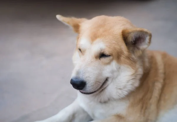 Portret Thai Ridgeback Hond Zoek Naar Eigenaar Van Een Lokale — Stockfoto