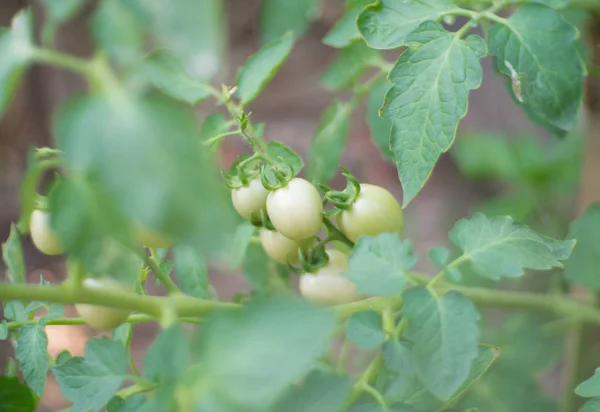 Tomates Verdes Não Maduros Pendurados Uma Árvore Manga — Fotografia de Stock